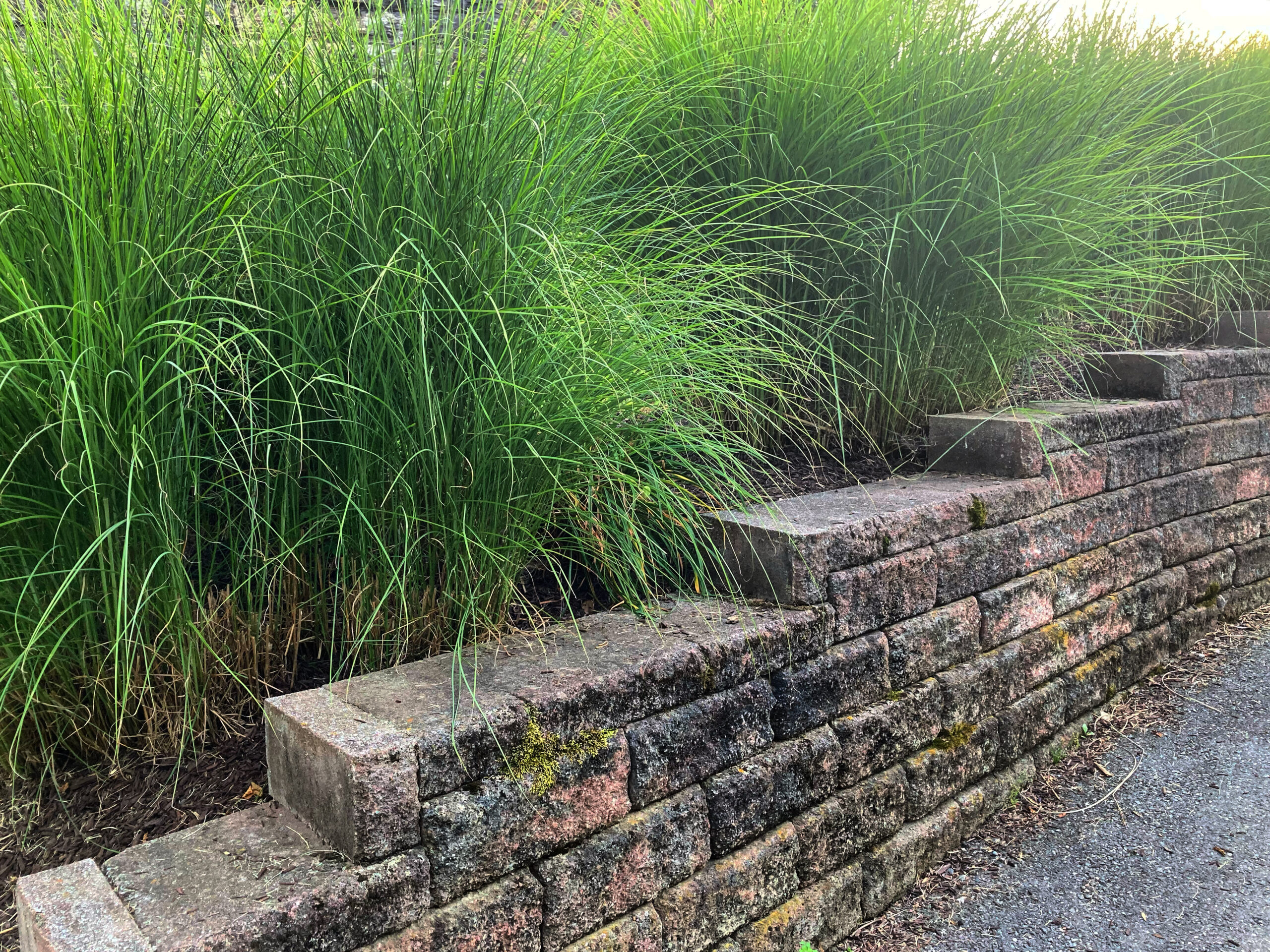 retaining wall with tall grass